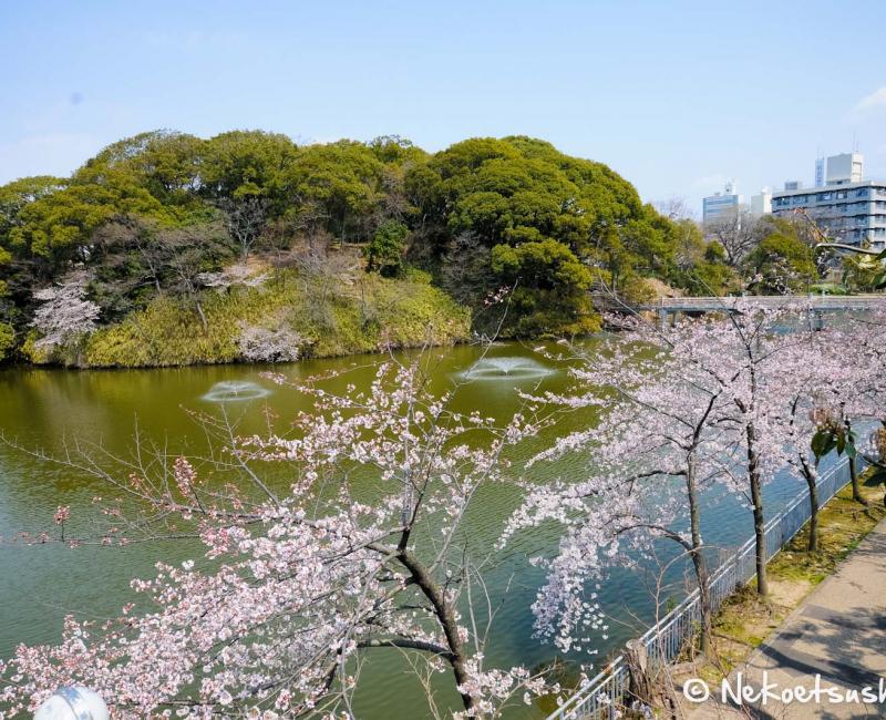 Keitaku-en (Osaka), Plum trees in bloom and Cha-usu-yama hill Keitaku-en (Osaka), Plum trees in bloom and Cha-usu-yama hill