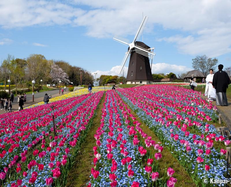 Tsurumi Ryokuchi Park, Dutch Windmill Hill and fields of tulips and cosmos