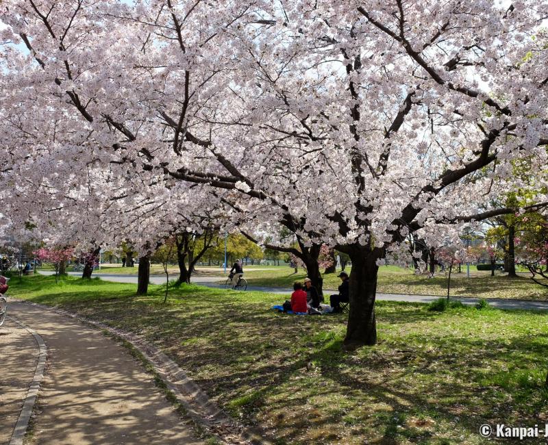 Tsurumi Ryokuchi Park, Blooming cherry trees in spring