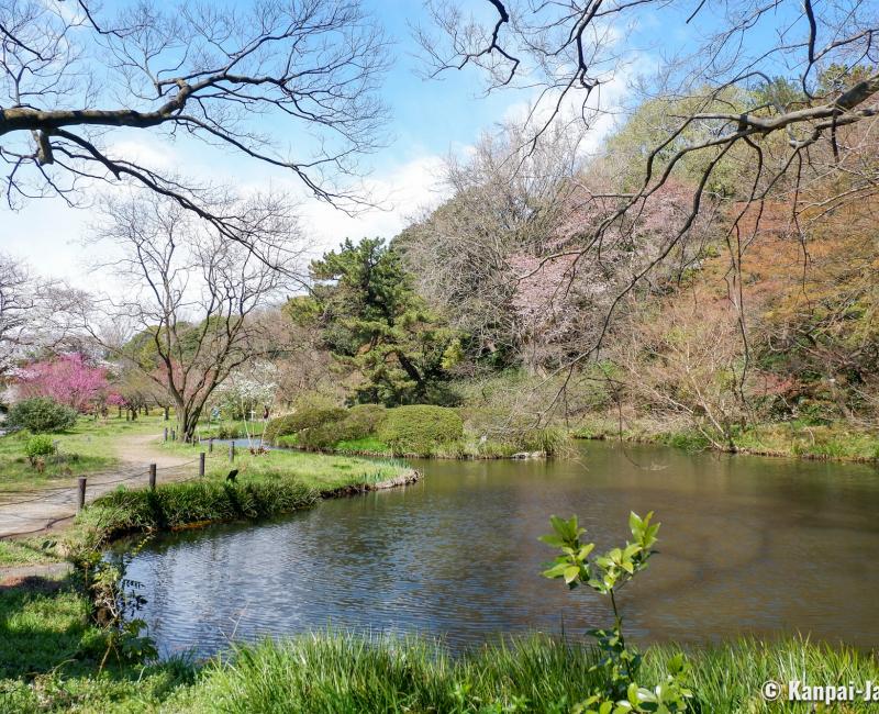 Koishikawa Botanical Gardens (Tokyo), Pond and vegetation in spring Koishikawa Botanical Gardens (Tokyo), Pond and vegetation in spring
