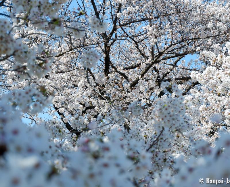 Koishikawa Botanical Gardens (Tokyo), Contemplation of sakura blossoms Koishikawa Botanical Gardens (Tokyo), Contemplation of sakura blossoms