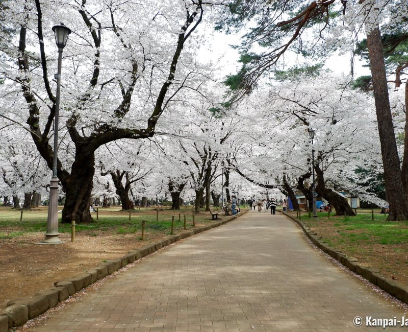 Omiya Park (Saitama), Strolling under the blooming cherry trees in spring Omiya Park (Saitama), Strolling under the blooming cherry trees in spring