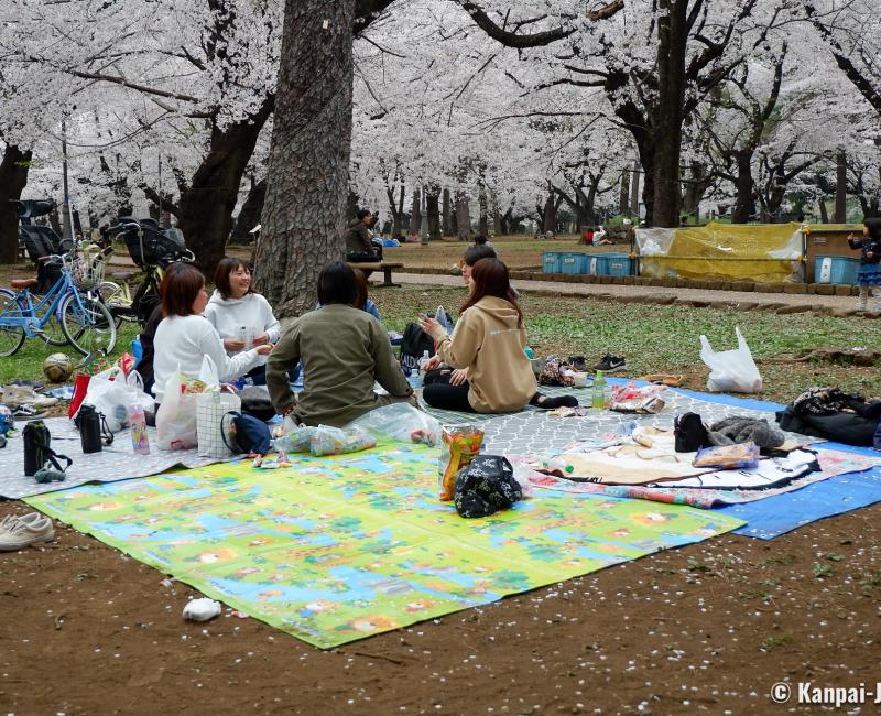 Omiya Park (Saitama), Hanami under the blooming cherry trees in spring 4