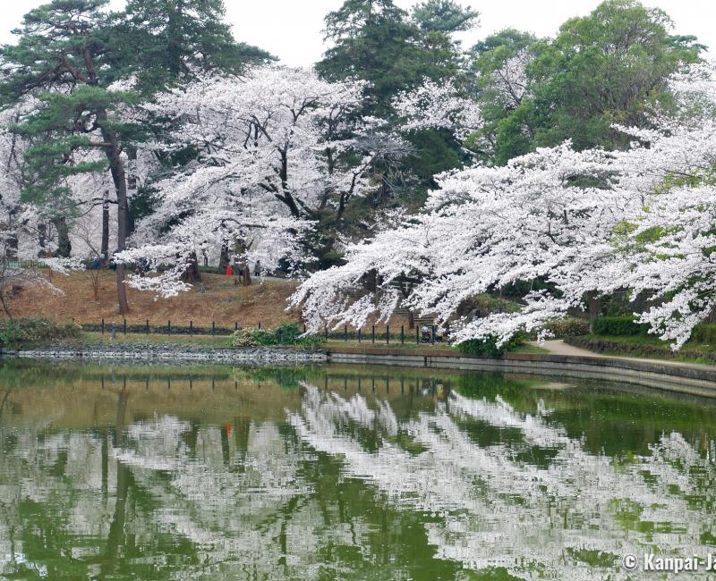 Omiya Park (Saitama), Pond and blooming cherry trees in spring