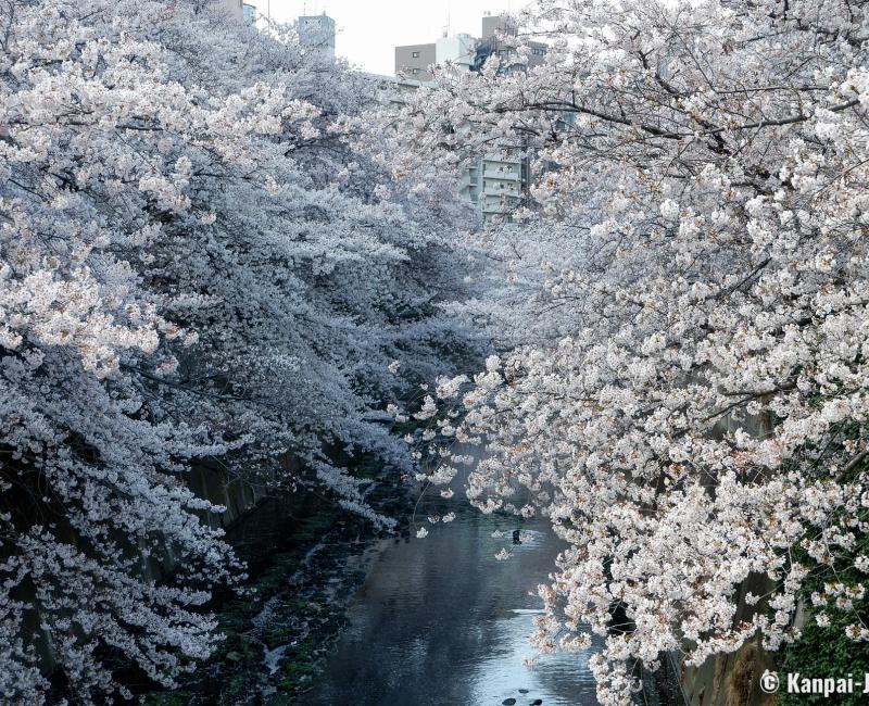 Blooming cherry trees on the Kanda River from Omokage-bashi Bridge 3