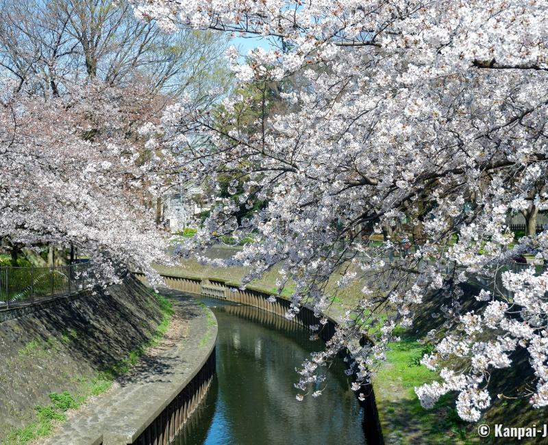Zenpukuji-gawa (Tokyo), River bordered by the blooming cherry trees in spring 4