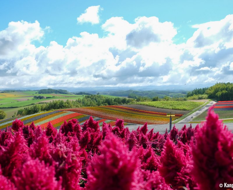 Biei (Hokkaido), Shikisai-no-oka flower fields 5 Biei (Hokkaido), Shikisai-no-oka flower fields 5