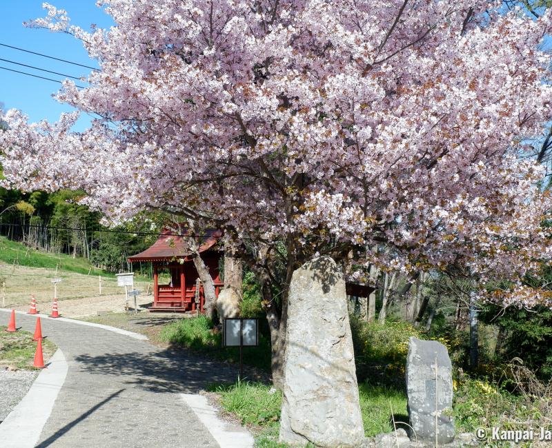 Fukushima City (Tohoku), Blooming cherry tree on Mount Shinobu