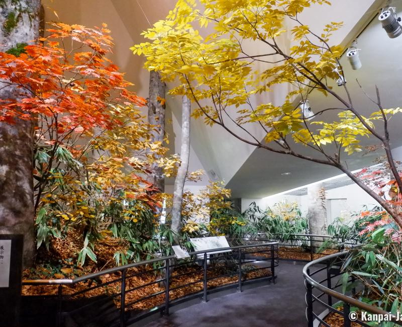 Tateyama Museum of Toyama, Reconstitution of Bijodaira beech forest in autumn