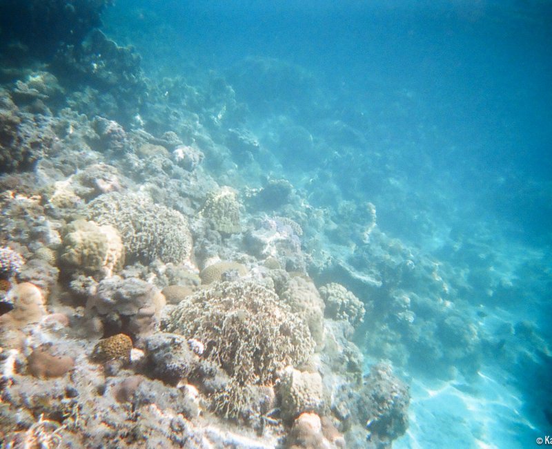 Zamami Island (Okinawa), Tropical fishes and coral 2