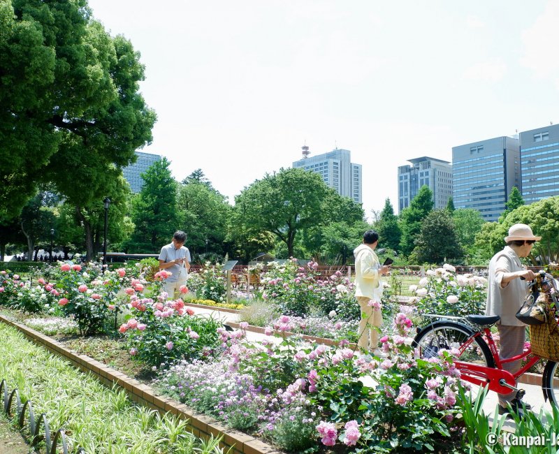 Hibiya Park (Tokyo), Flowered rose garden in spring Hibiya Park (Tokyo), Flowered rose garden in spring