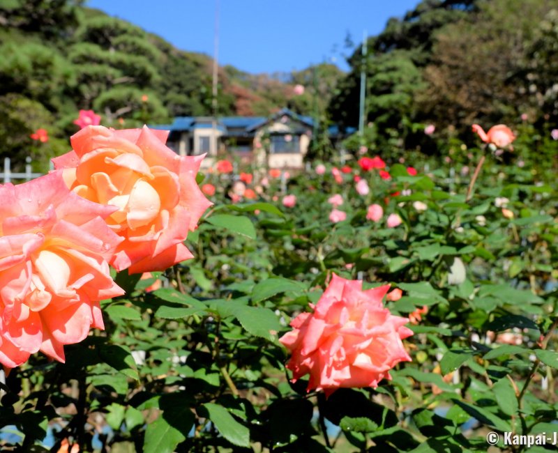 Kamakura Museum of Literature, Rose garden Kamakura Museum of Literature, Rose garden