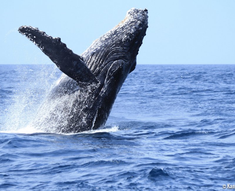 Ogasawara Archipelago, Whale watching 3 Ogasawara Archipelago, Whale watching 3