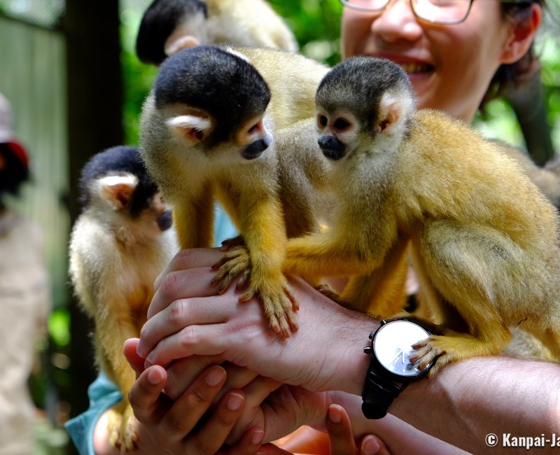 Yaimamura (Ishigaki), Two squirrel-monkeys on the arms of a visitor