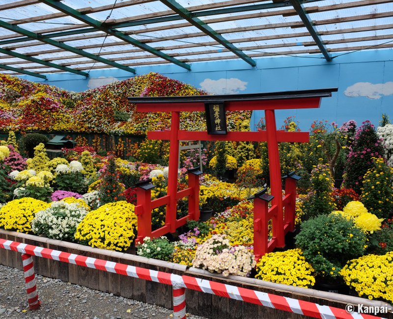 Yahiko-jinja (Niigata), Chrysanthemum exhibition for Kiku Matsuri Yahiko-jinja (Niigata), Chrysanthemum exhibition for Kiku Matsuri