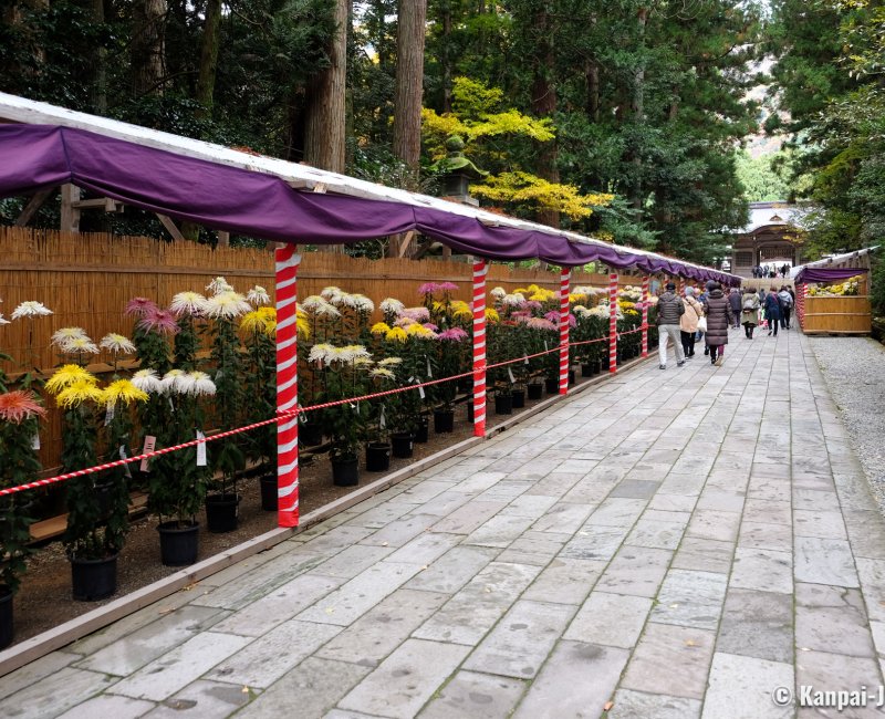 Yahiko-jinja (Niigata), Chrysanthemum flowers display in the shrine's grounds in November