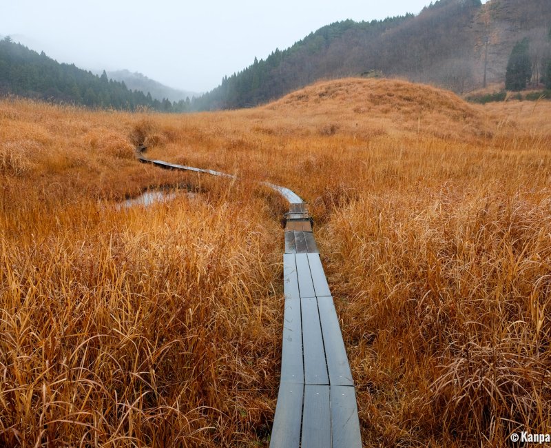 Tonomine Highlands (Hyogo), Susuki fields and boardwalk in autumn Tonomine Highlands (Hyogo), Susuki fields and boardwalk in autumn