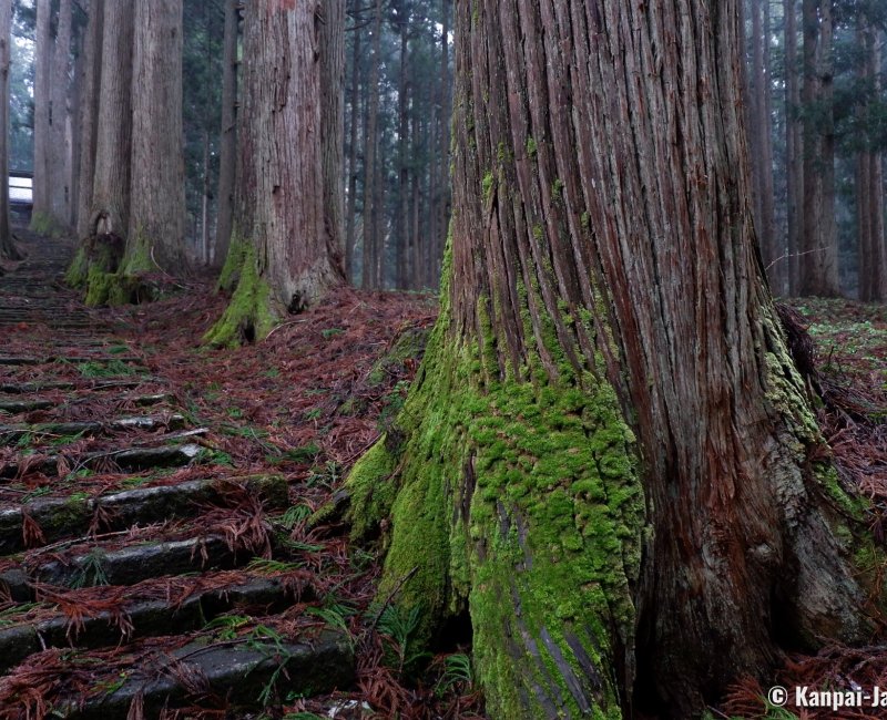 Kinpo-jinja (Akita), Cedar trees' roots covered in moss Kinpo-jinja (Akita), Cedar trees' roots covered in moss