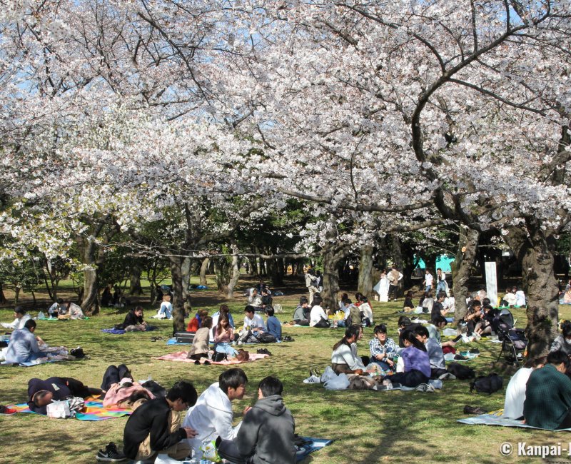 Yoyogi Park (Tokyo), Late March and early April picnics under the blooming cherry trees