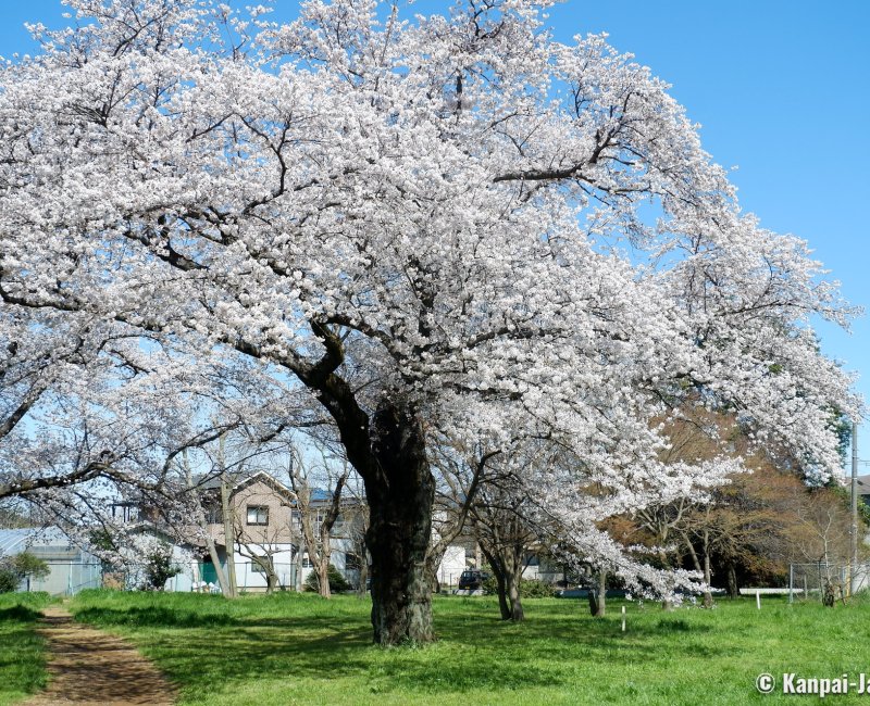 Koganei Park (Tokyo), Blooming cherry trees in spring 2