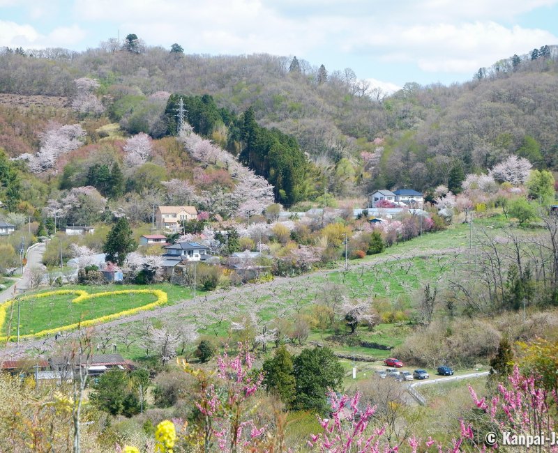 Hanamiyama Park (Fukushima), Panoramic view on the flowered valley in spring Hanamiyama Park (Fukushima), Panoramic view on the flowered valley in spring