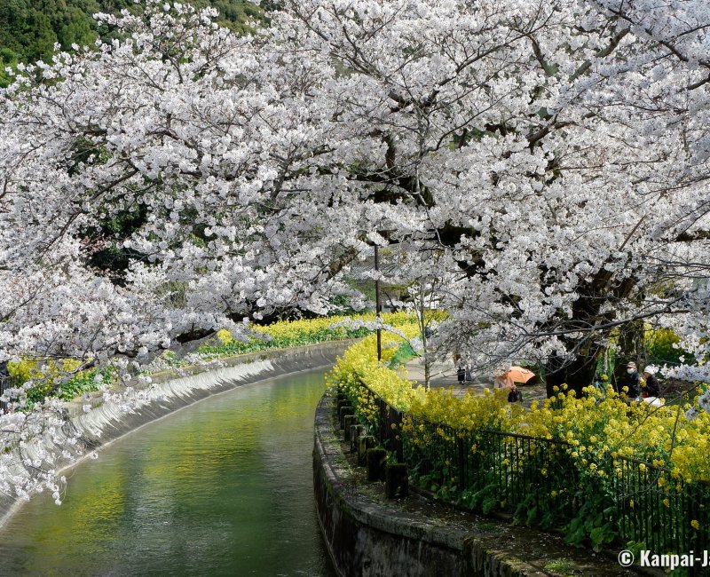 Lake Biwa Yamashina Canal (Kyoto), Sakura blossoms and rapeseed flowers by the river