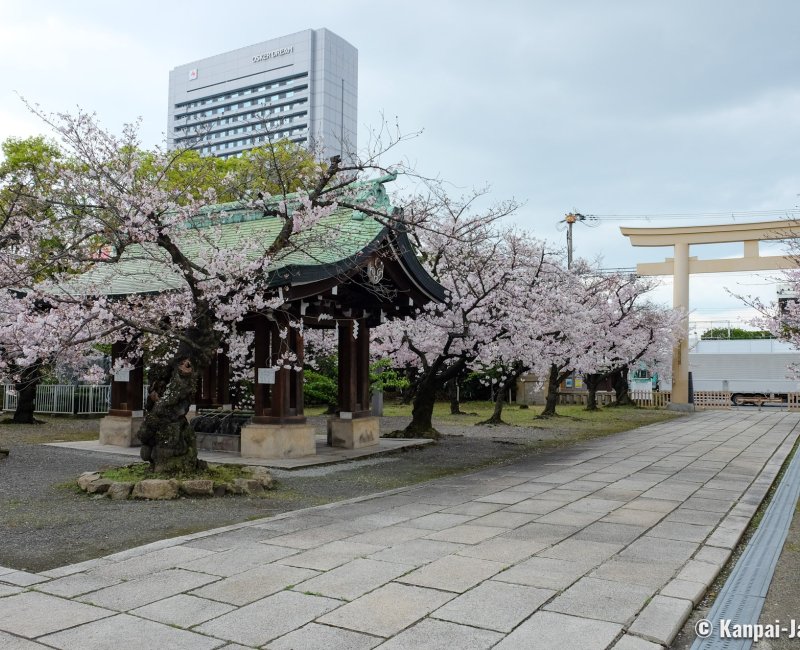 Osaka Gokoku-jinja, Shrine's alley and blooming cherry trees
