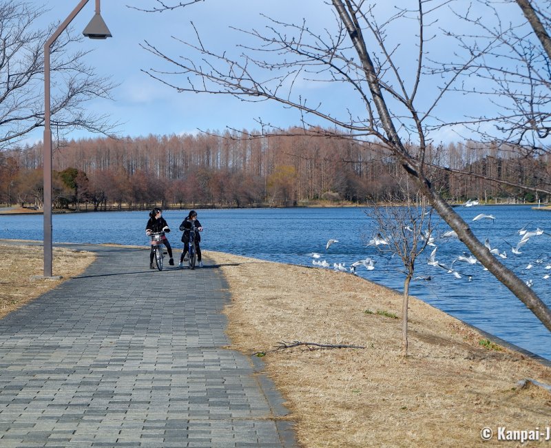 Katsushika (Tokyo), Mizumoto Park on the bank of the Edo-gawa River in winter 2 Katsushika (Tokyo), Mizumoto Park on the bank of the Edo-gawa River in winter 2