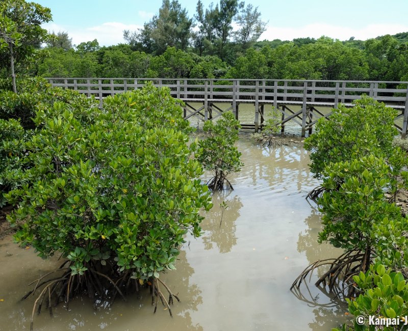 Shimajiri Mangrove (Miyako-jima), View on the mangrove bushes from the stilt walkboard