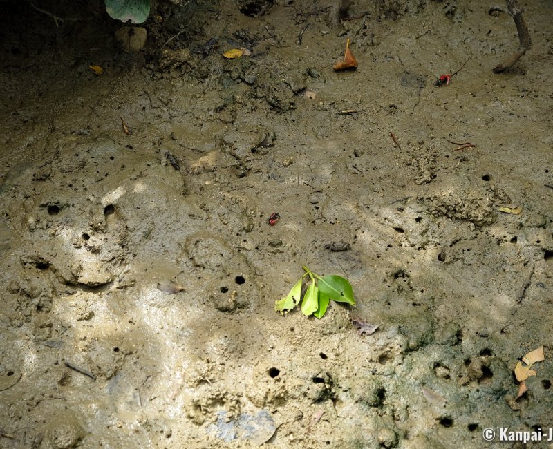 Shimajiri Mangrove (Miyako-jima), Tiny crabs in the mud at low-tide