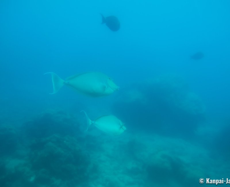 Cape Busena (Nago, Okinawa Honto), Fish viewed from the portholes in the underwater observatory 2