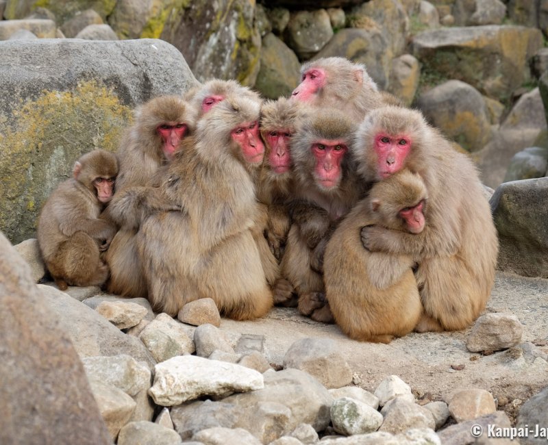 Shodoshima (Shikoku), Monkey Valley Choshikei Osaru no Kuni 3 Shodoshima (Shikoku), Monkey Valley Choshikei Osaru no Kuni 3