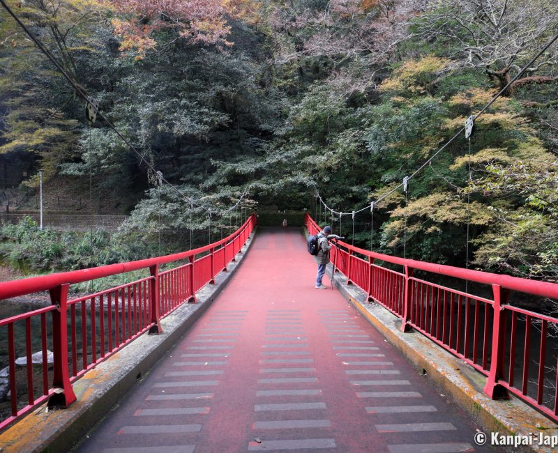 Kikuchi Forest Bathing in Kumamoto