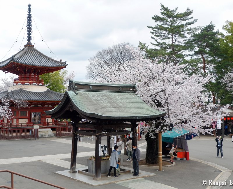 Kita-in (Kawagoe), Temple's grounds during the sakura blossoms season