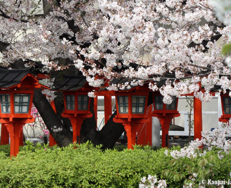 Rokusonno-jinja (Kyoto), Cherry blossoms and red lanterns in the shrine's grounds 3 Rokusonno-jinja (Kyoto), Cherry blossoms and red lanterns in the shrine's grounds 3