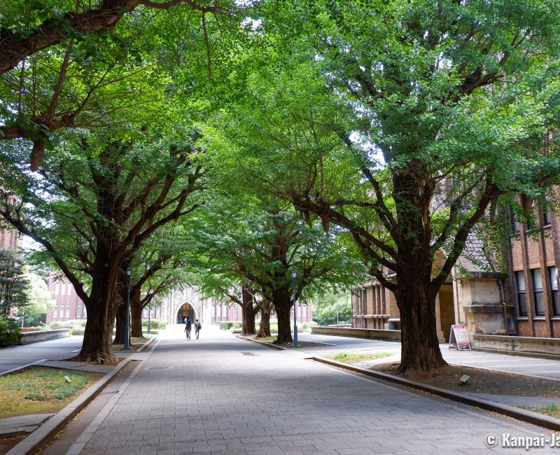 Todai (Tokyo), Green gingko trees alley in front of the Yasuda Auditorium