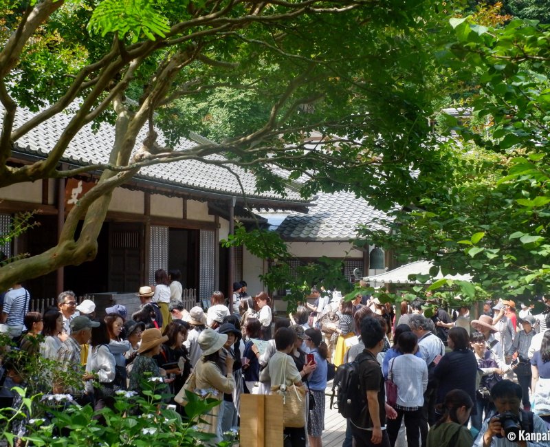 Meigetsu-in (Kamakura), Tourist crowd during the hydrangeas' blooming season (June 2018) Meigetsu-in (Kamakura), Tourist crowd during the hydrangeas' blooming season (June 2018)