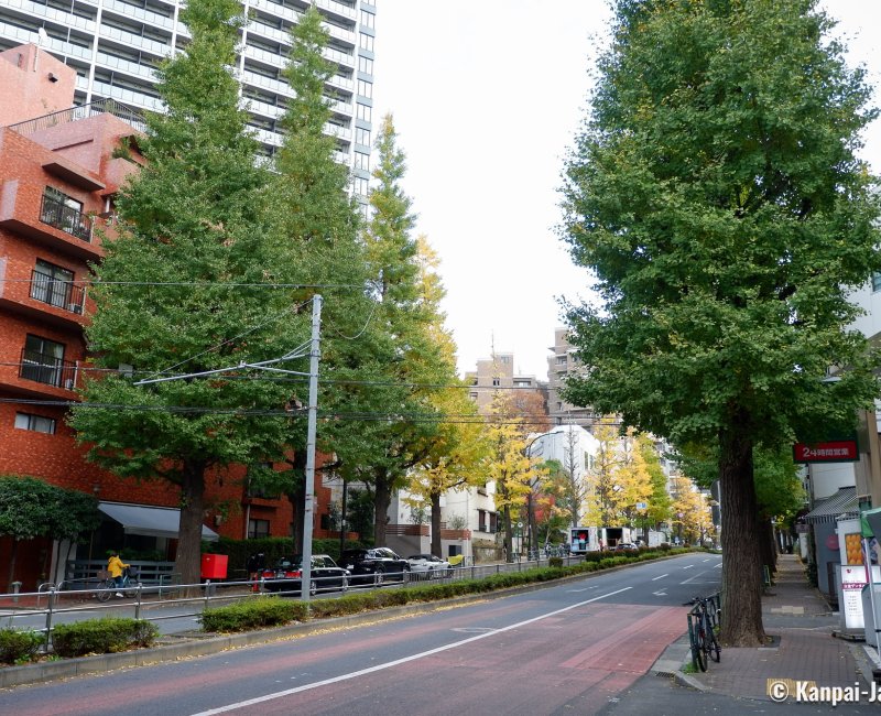 Shirokanedai (Tokyo), Gaien Nishi-dori avenue lined with ginkgo trees Shirokanedai (Tokyo), Gaien Nishi-dori avenue lined with ginkgo trees