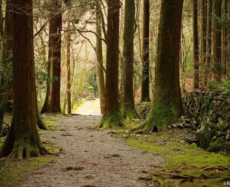 Takao (Kyoto), Walking path in the cedar forest on Kozan-ji temple's grounds