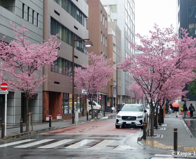 Ajisai-dori (Nihonbashi, Tokyo), View on the avenue with pink blossoms in early March 3