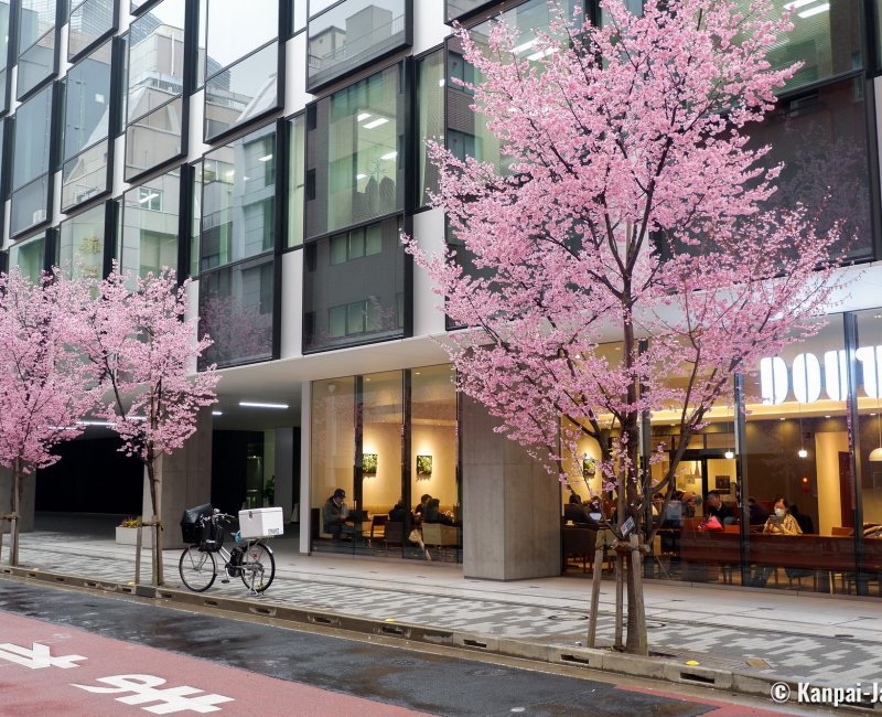 Ajisai-dori (Nihonbashi, Tokyo), Doutor Coffee and blooming okame-zakura trees