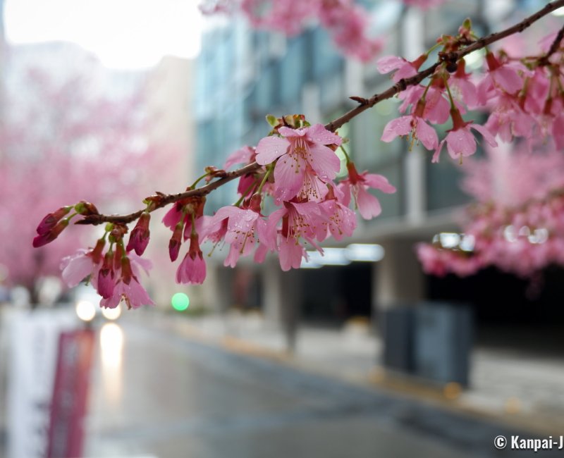 Ajisai-dori (Nihonbashi, Tokyo), Okame-zakura cherry blossoms 2