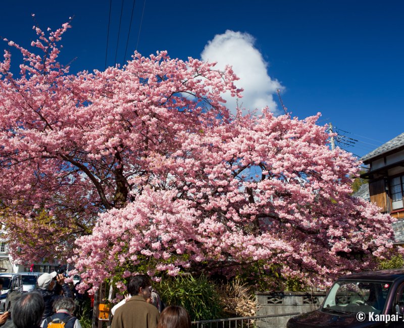 Kawazu-zakura Matsuri (Izu), The original Kawazu-zakura in full bloom in February Kawazu-zakura Matsuri (Izu), The original Kawazu-zakura in full bloom in February