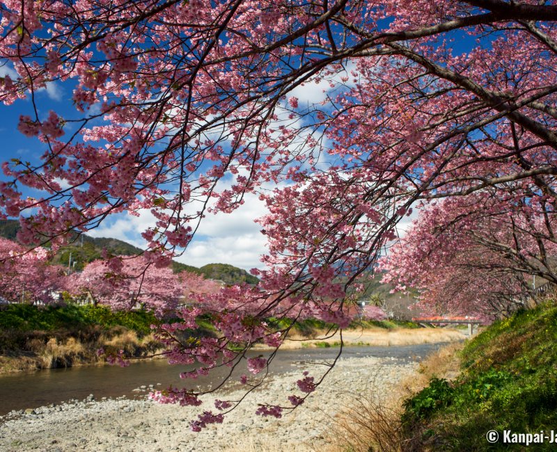 Kawazu-zakura Matsuri (Izu), View on the river and blooming cherry trees 3 Kawazu-zakura Matsuri (Izu), View on the river and blooming cherry trees 3