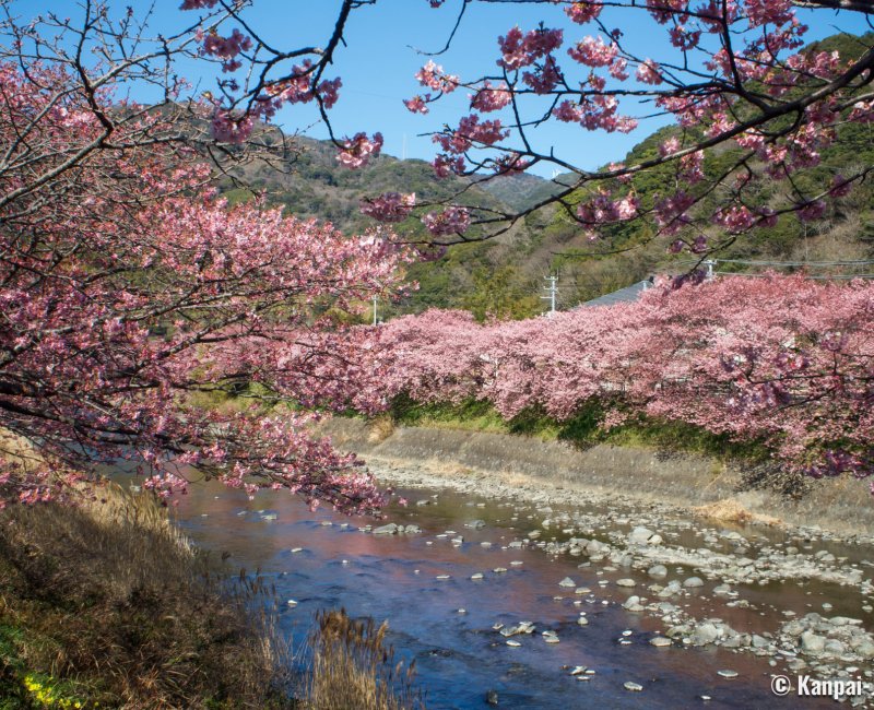 Kawazu-zakura Matsuri (Izu), View on the river and blooming cherry trees 4 Kawazu-zakura Matsuri (Izu), View on the river and blooming cherry trees 4