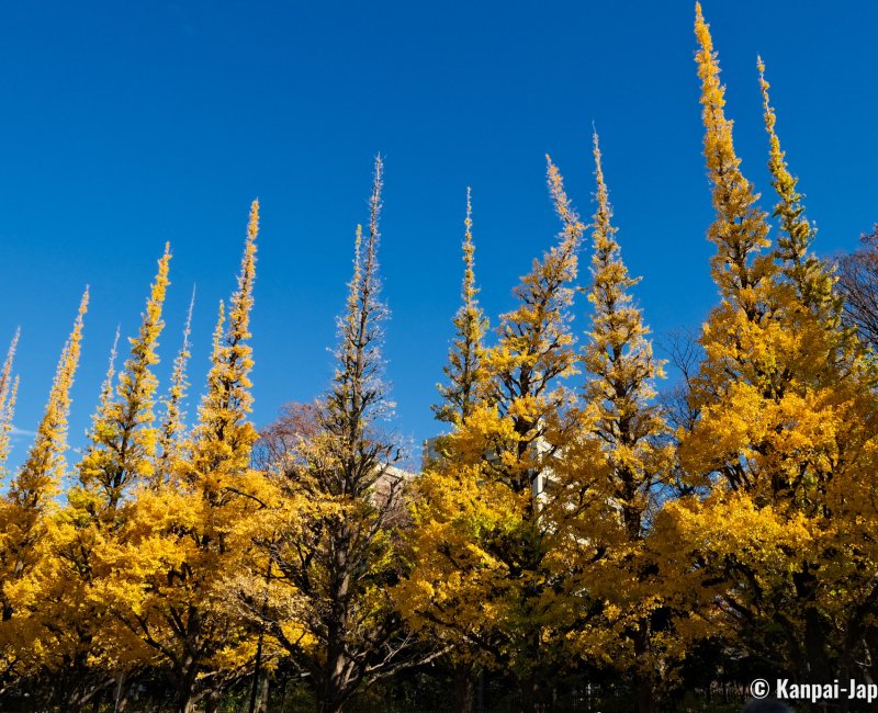 Icho Namiki in Meiji Jingu Gaien Park (Tokyo), Gingko trees after summer and fall 2023's heat wave