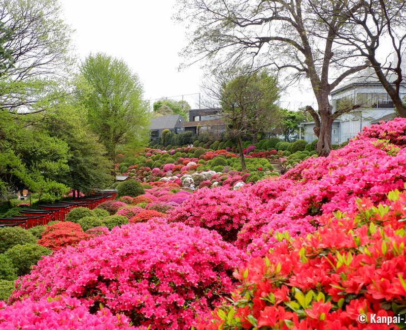 Bunkyo Tsutsuji Matsuri (Tokyo), View on Nezu-jinja blooming azaleas in April