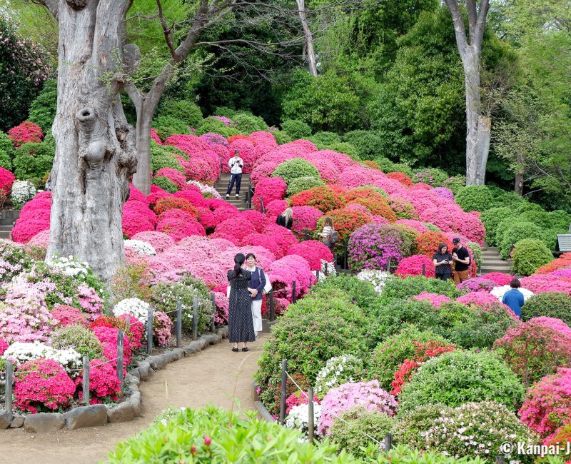 Bunkyo Tsutsuji Matsuri (Tokyo), Azalea garden at Nezu-jinja shrine 4 Bunkyo Tsutsuji Matsuri (Tokyo), Azalea garden at Nezu-jinja shrine 4