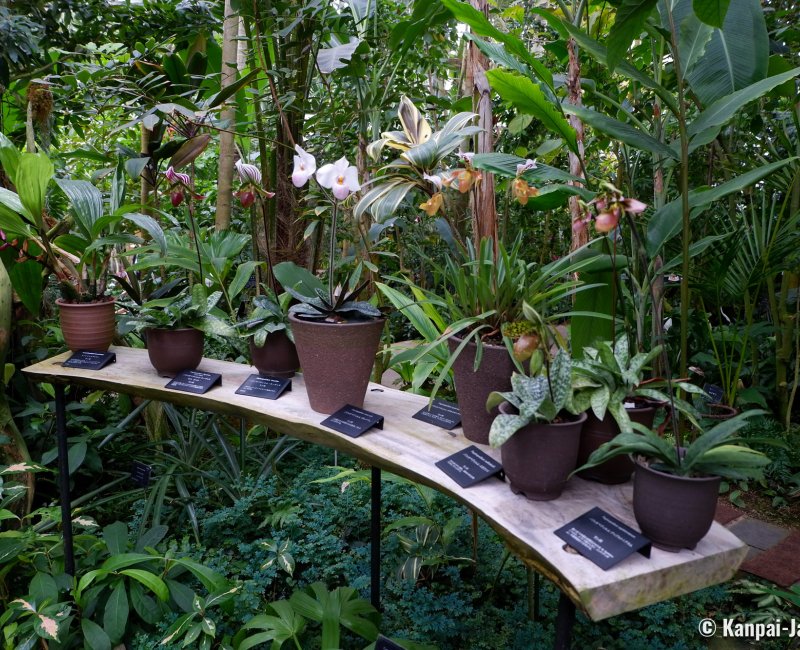 Makino Botanical Garden (Kochi), Orchid collection at the Conservatory Makino Botanical Garden (Kochi), Orchid collection at the Conservatory