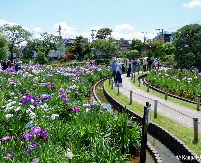  Horikiri Shobu-en (Tokyo), Blooming irises in the garden in June 2